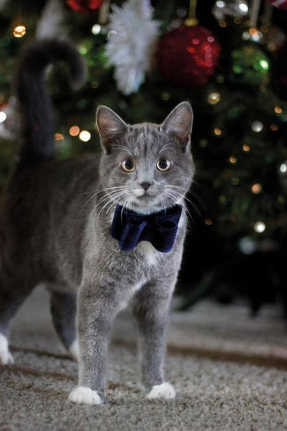 Luxury Velvet Navy Bow Tie for Dogs/Cats