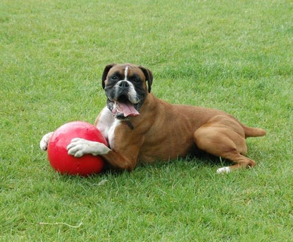 Boomer Ball Dog Toy