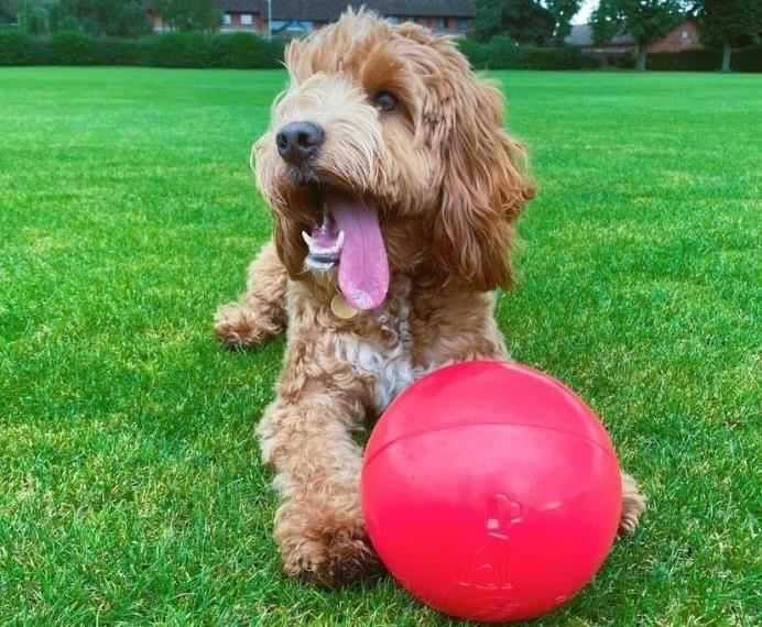 Boomer Ball Dog Toy