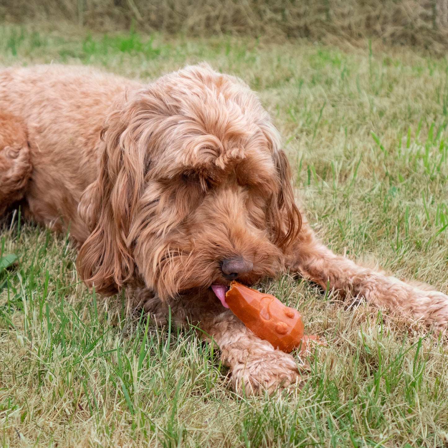 Christmas Dinner Festive Grain & Gluten Free Dog Treat