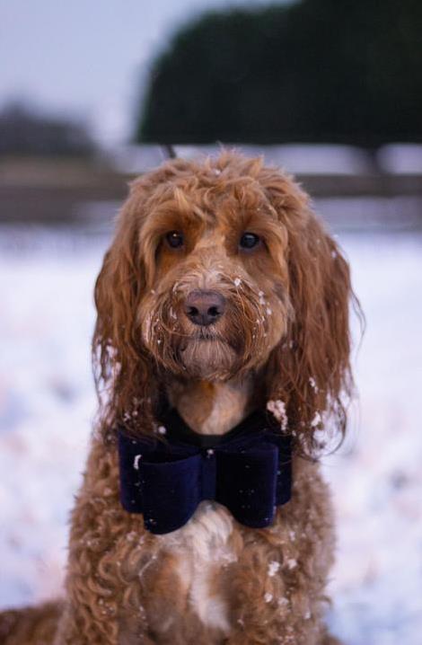 Luxury Velvet Navy Bow Tie for Dogs/Cats