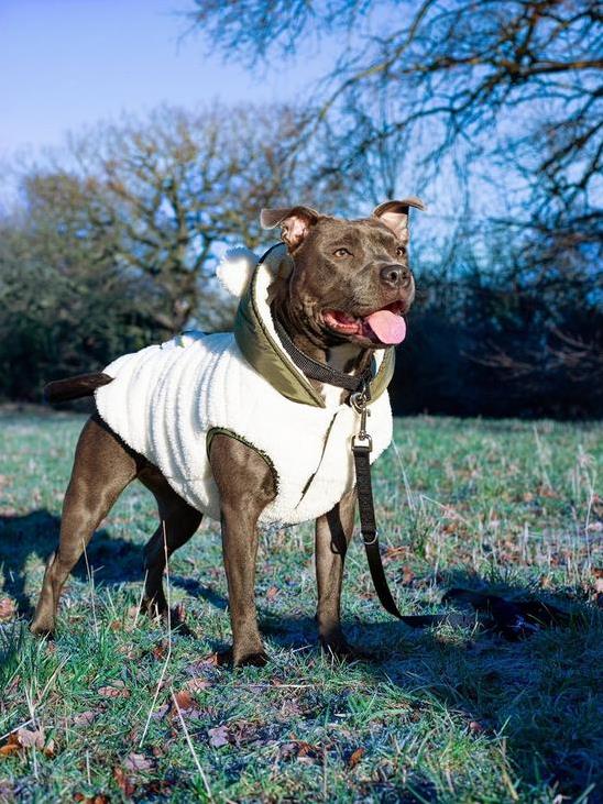 Baby bear shop coat dog